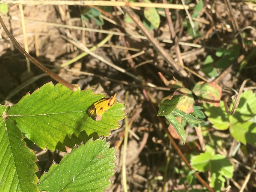 Agapeta zoegana - barnacsíkos sárgamoly