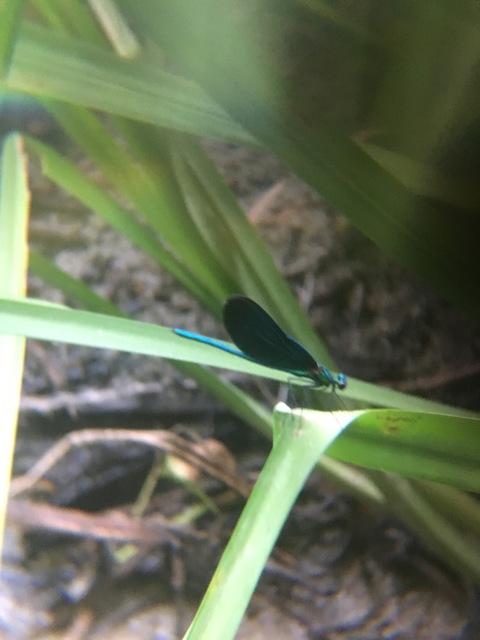 Calopteryx virgo - kisasszony-szitakötő
