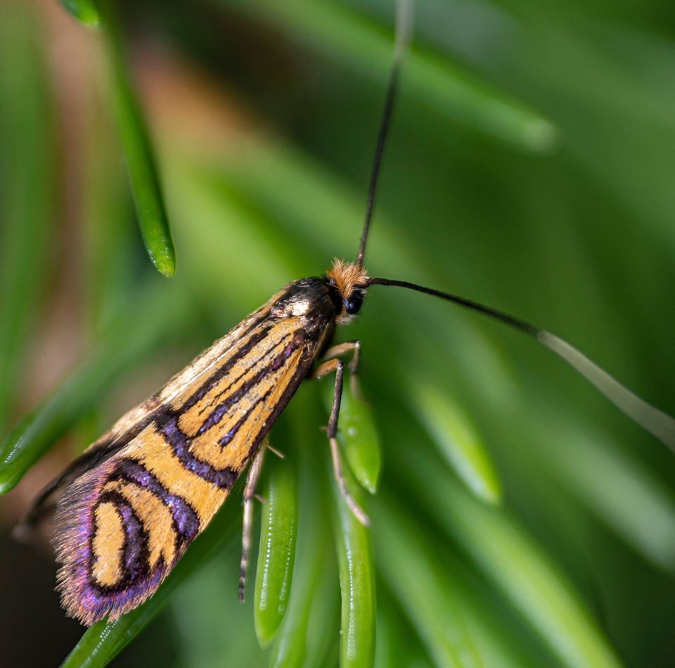 Nemophora ochsenheimerella - jegenyefenyő-tőrösmoly