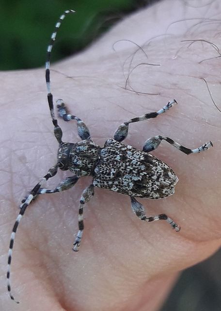 Aegomorphus clavipes - tarka cincér Aegomorphus clavipes - tarka cincér