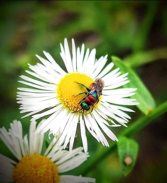 Chrysididae - fémdarazsak