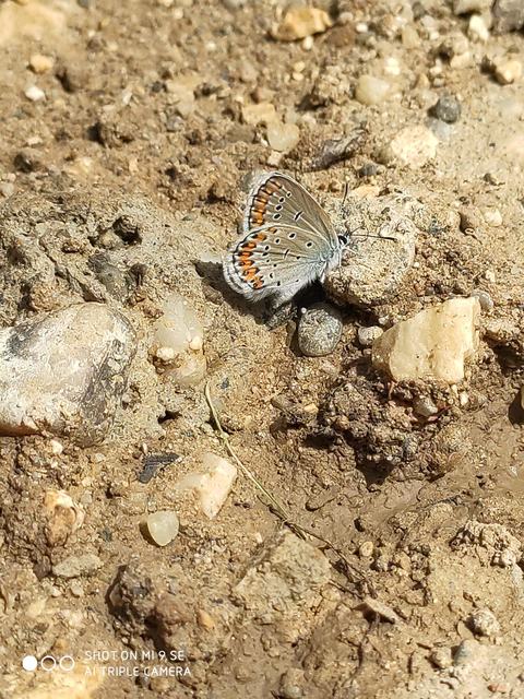 Plebejus argyrognomon - tintakék boglárka