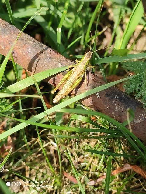 Pseudochorthippus parallelus - közönséges rétisáska