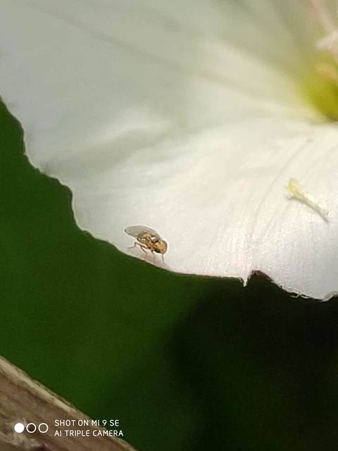 Chloropidae - gabonalegyek