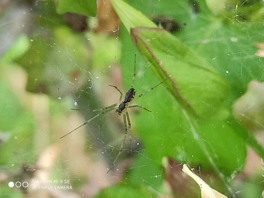 Linyphiidae - vitorláspókok