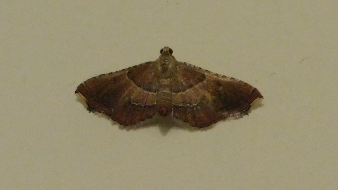 Endotricha flammealis - tüzesszárnyú fényilonca