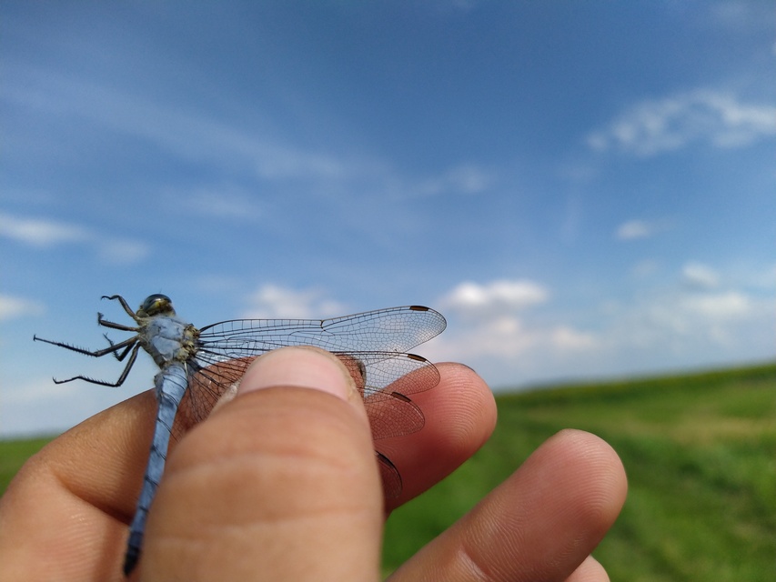 Orthetrum brunneum - pataki pásztorszitakötő