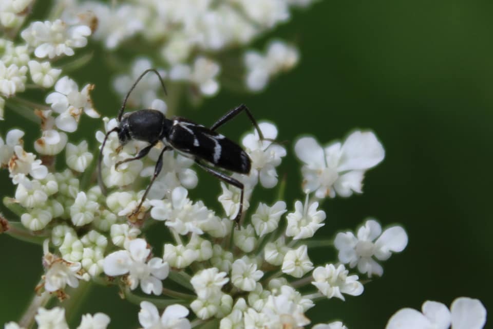 Chlorophorus sartor - feketevállú darázscincér