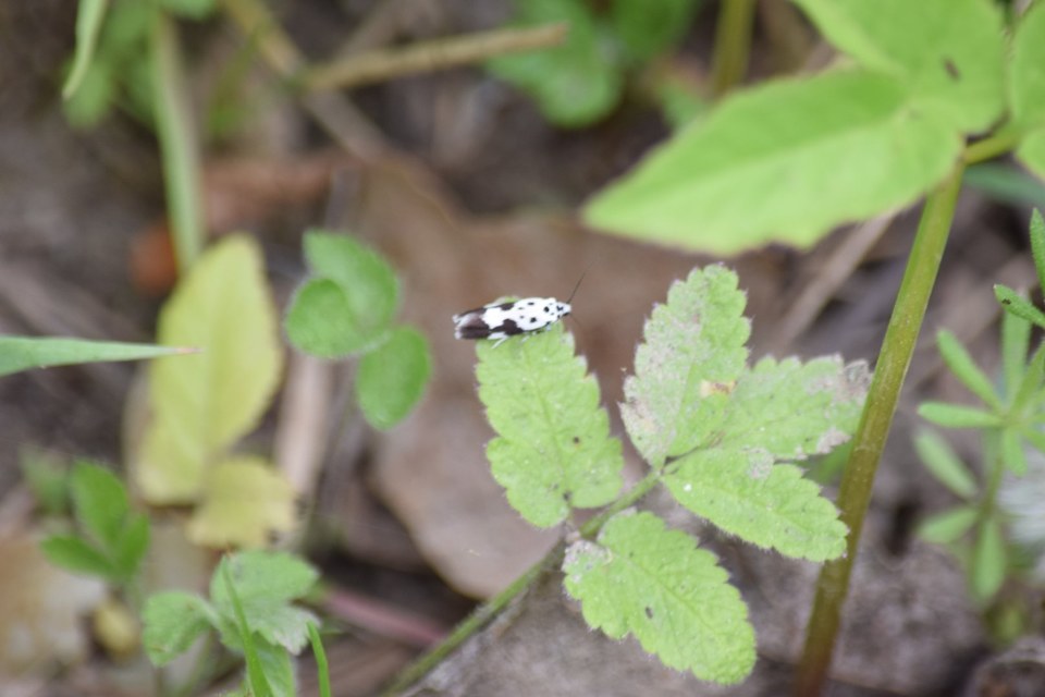 Ethmia quadrillella - gyászos feketemoly