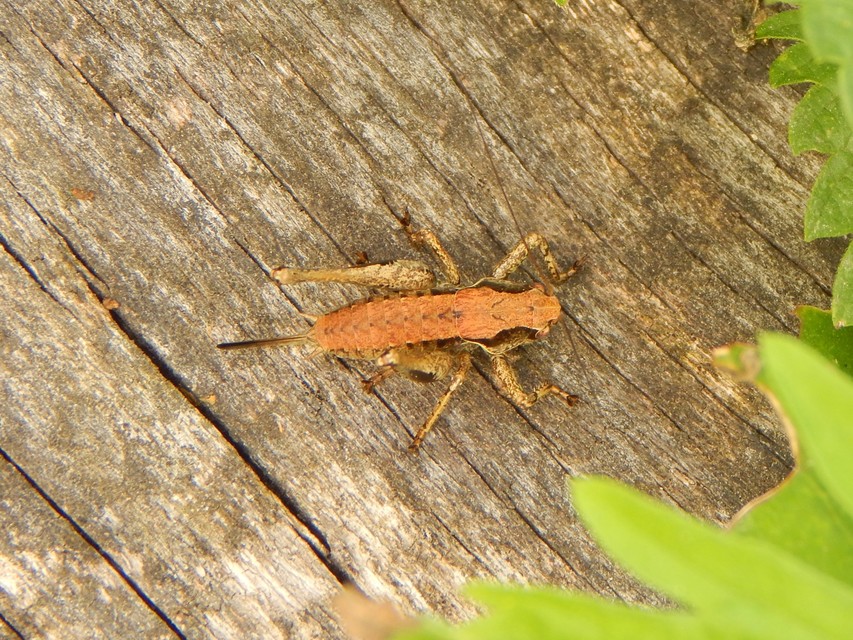 Pholidoptera griseoaptera - szürke avarszöcske
