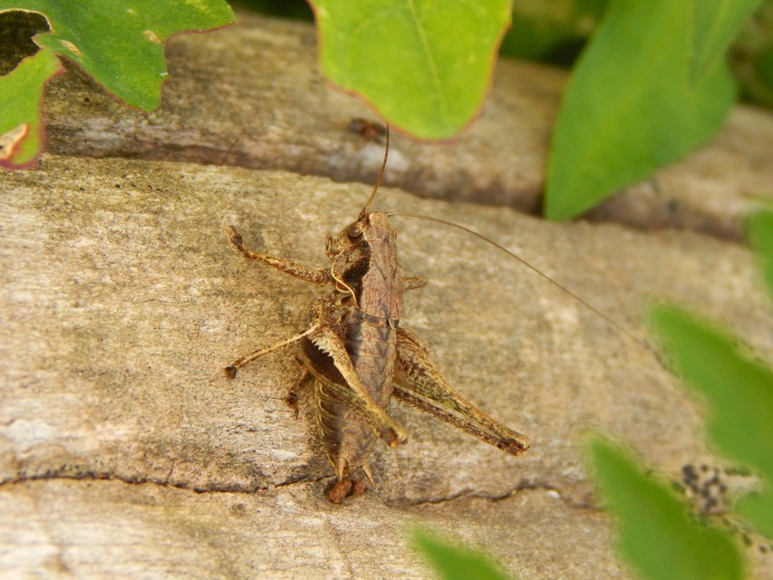 Pholidoptera griseoaptera - szürke avarszöcske