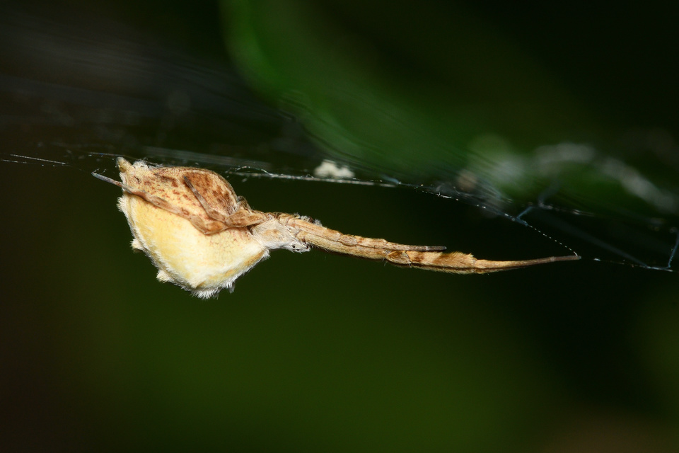Uloborus walckenaerius - derespók