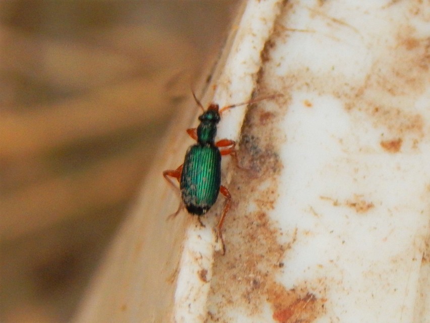 Drypta dentata - atlaszfutó