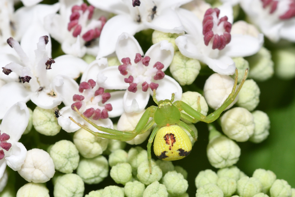 Ebrechtella tricuspidata - alakoskodó karolópók