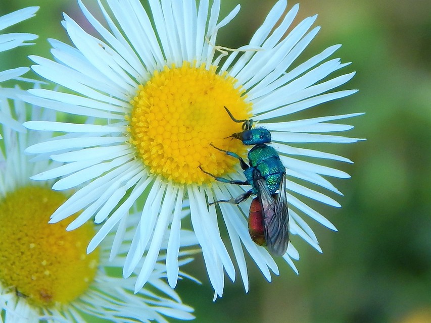 Chrysididae - fémdarazsak