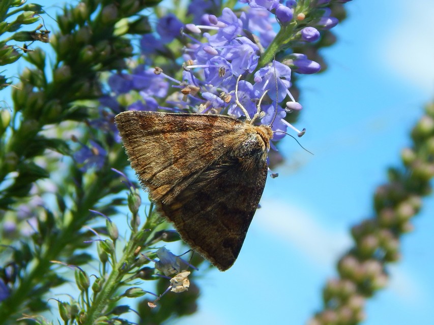 Euclidia glyphica - közönséges nappalibagoly
