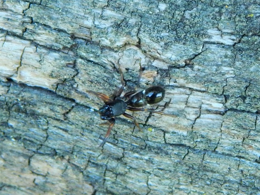 Leptorchestes berolinensis - fekete hangyautánzópók