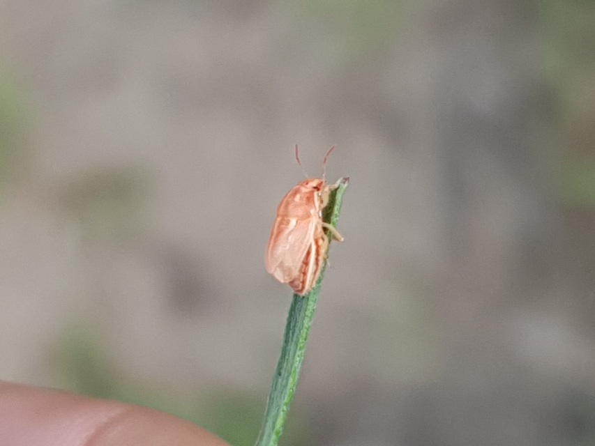 Neottiglossa leporina - sárgahasú címerespoloska Neottiglossa leporina - sárgahasú címerespoloska