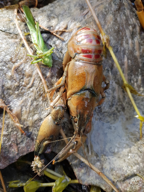 Orconectes limosus - cifrarák