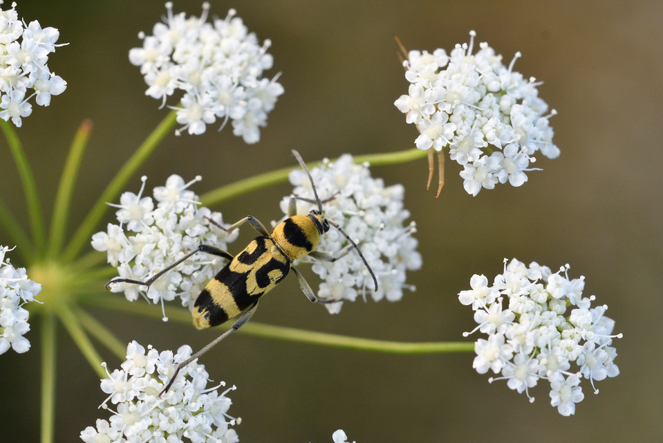 Chlorophorus varius - díszes darázscincér