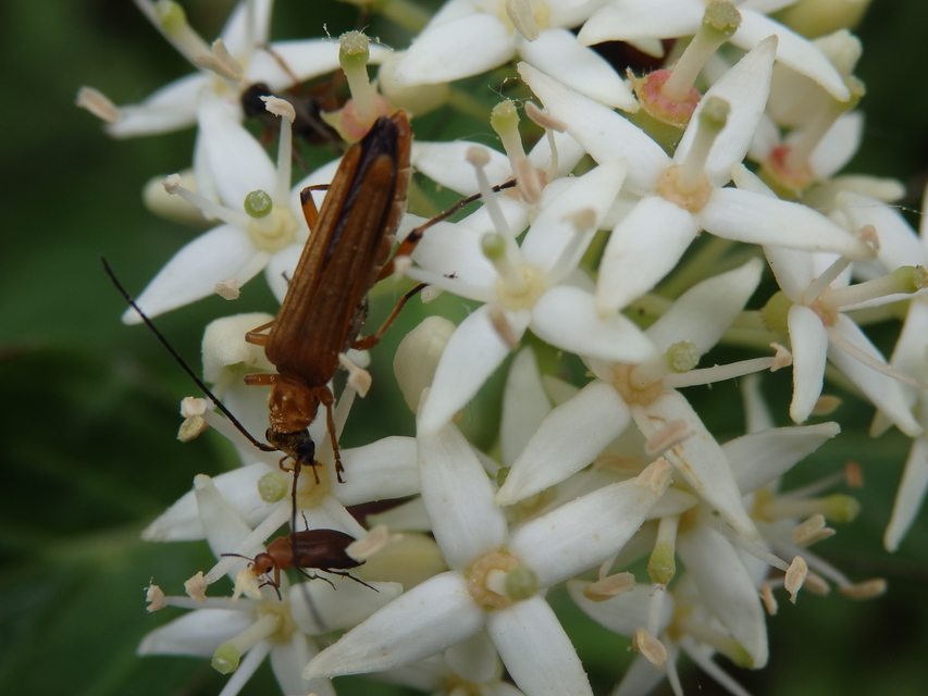 Oedemera podagrariae - székfű-álcincér