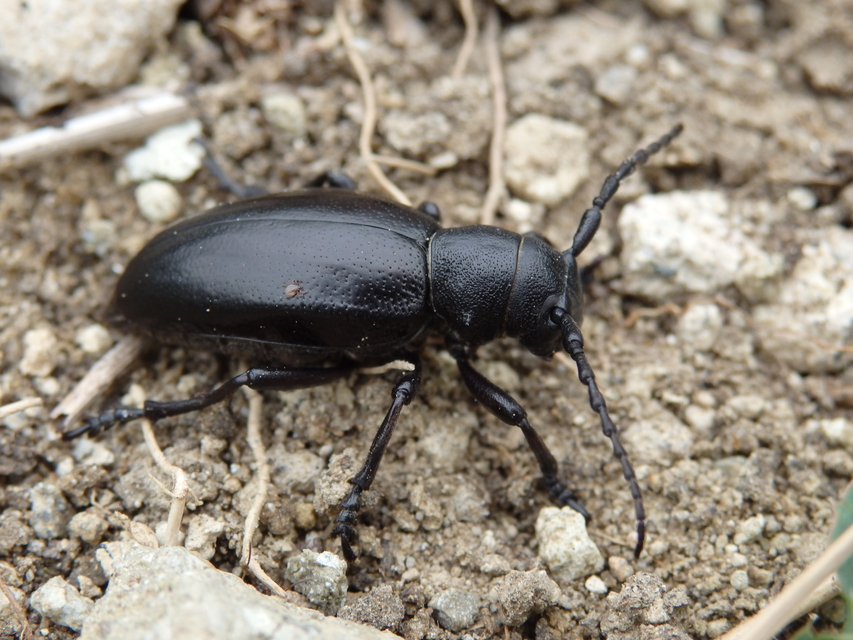 Dorcadion aethiops - fekete gyalogcincér