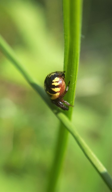 Synema globosum - fekete-sárga karolópók
