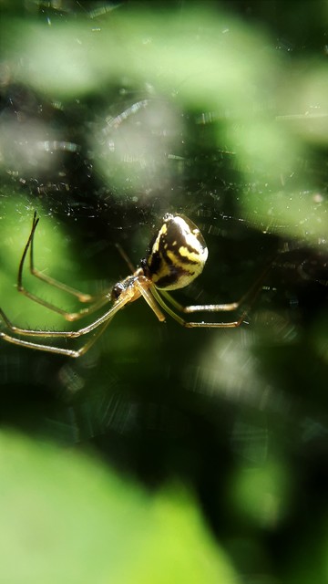 Linyphiidae - vitorláspókok
