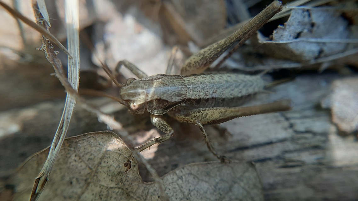 Pholidoptera griseoaptera - szürke avarszöcske