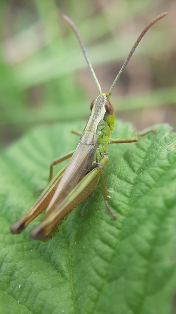 Pseudochorthippus parallelus - közönséges rétisáska
