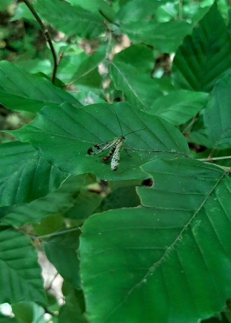 Panorpa cognata