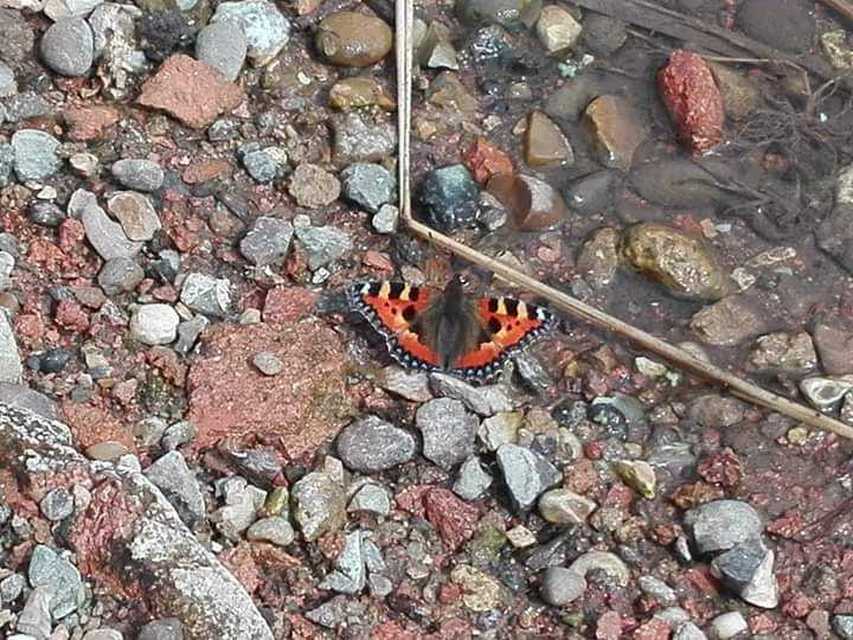 Nymphalis urticae - kis rókalepke