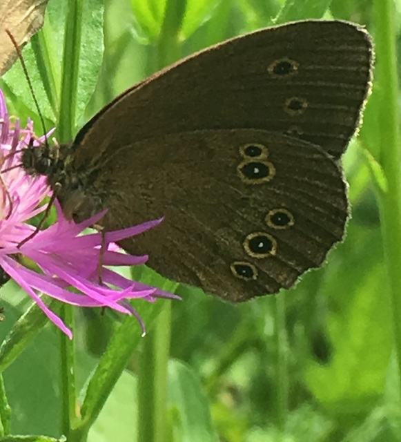 Aphantopus hyperanthus - közönséges ökörszemlepke