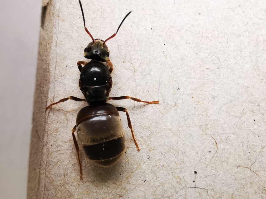 Lasius