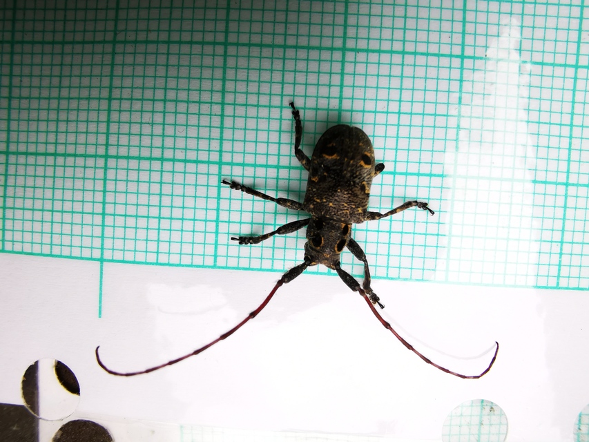 Mesosa curculionoides - szemfoltos cincér