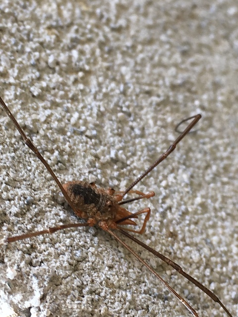 Phalangium opilio