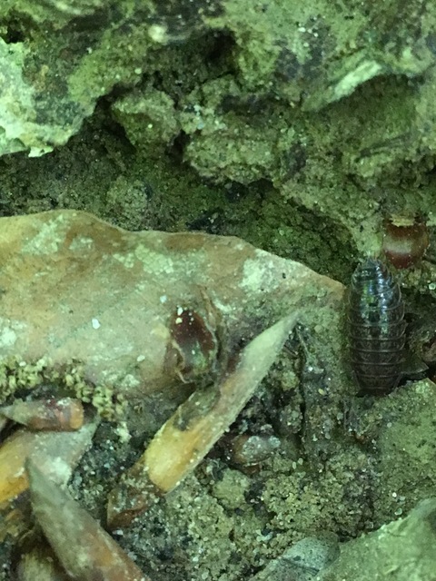Isopoda - Ászkarákok Isopoda - Ászkarákok