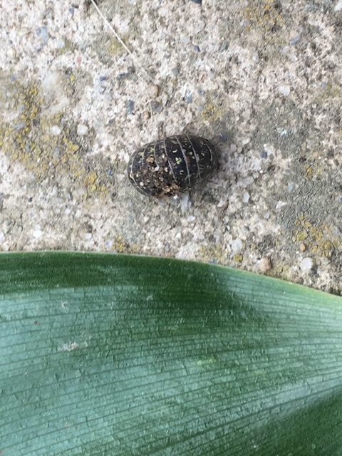 Armadillidium
