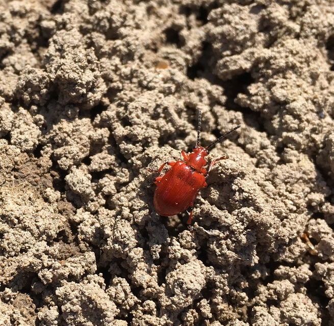 Lilioceris merdigera - hagymabogár Lilioceris merdigera - hagymabogár