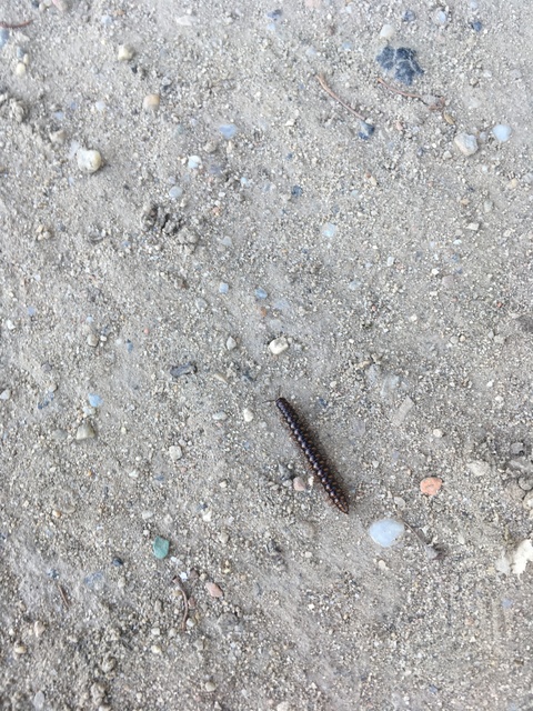 Strongylosoma stigmatosum