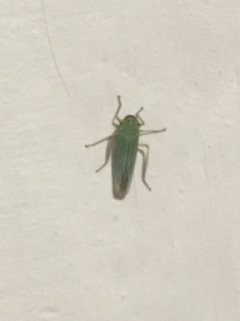 Cicadella viridis - méregzöld kabóca