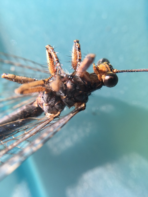 Distoleon tetragrammicus - négyfoltos hangyaleső