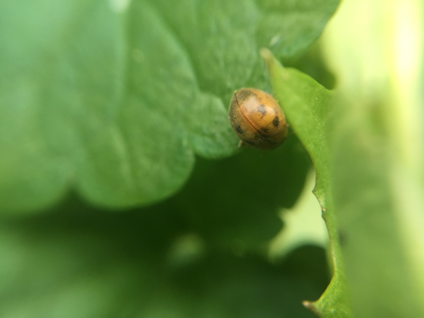 Cynegetis impunctata - pázsitfűböde