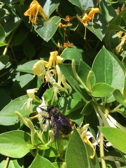 Xylocopa violacea - kék fadongó