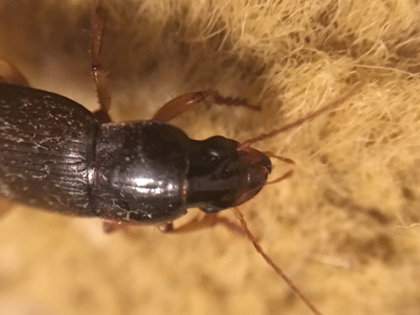 Harpalus griseus - kis selymesfutó