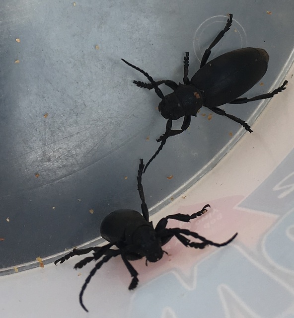 Dorcadion aethiops - fekete gyalogcincér
