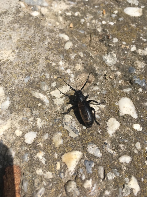 Dorcadion aethiops - fekete gyalogcincér