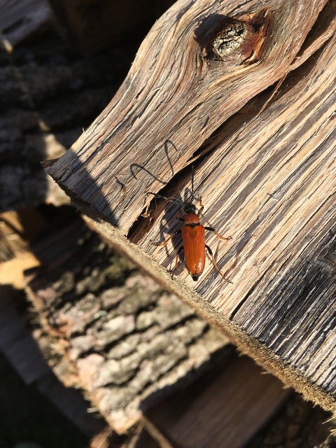 Stictoleptura rubra - vörös virágcincér