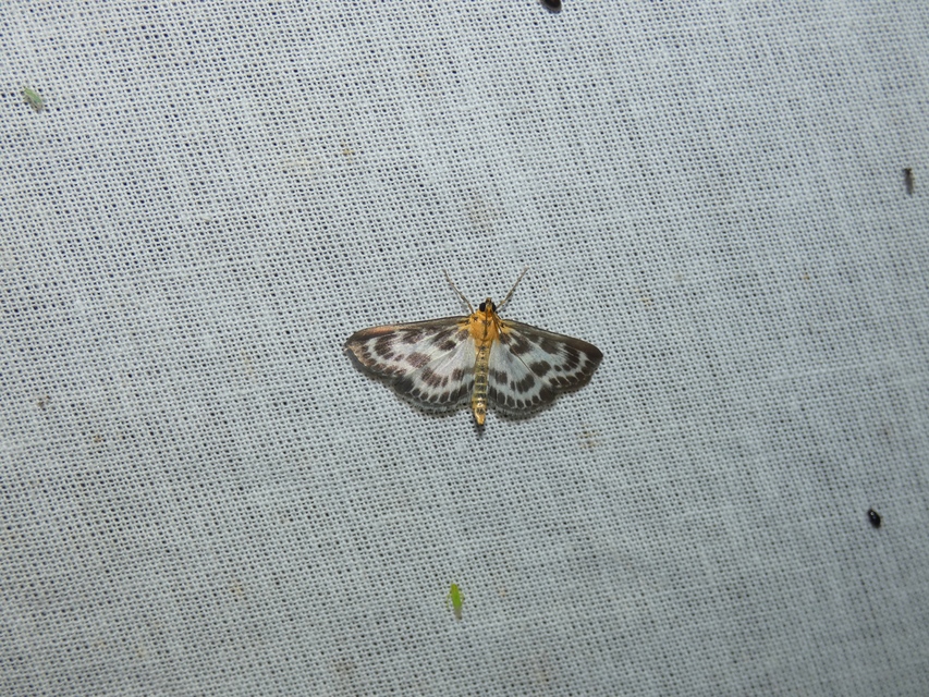 Anania hortulata - tarka csalánmoly