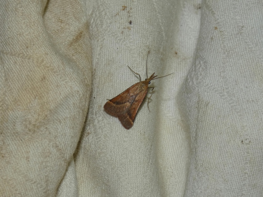 Synaphe punctalis - hosszúlábú fényilonca